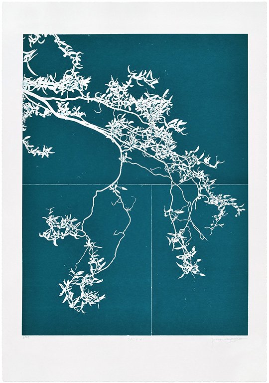 Salix #1