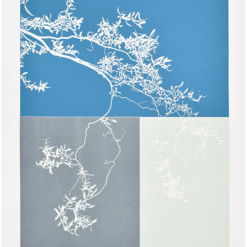 Salix #2