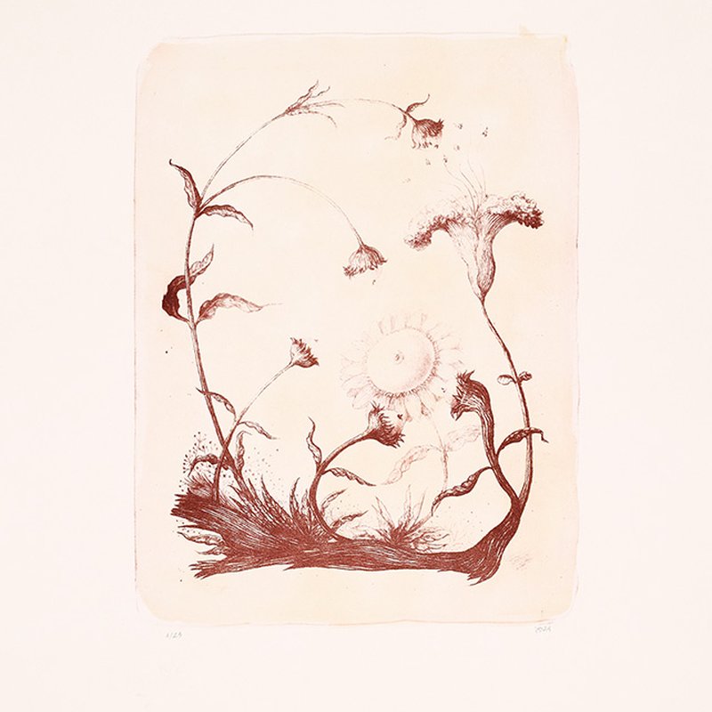 Flores