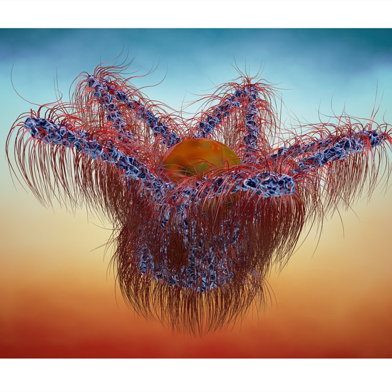 Seed Star