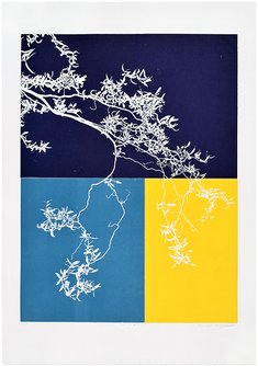 Salix #3