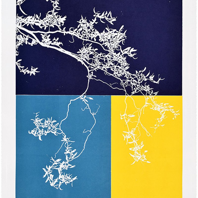 Salix #3
