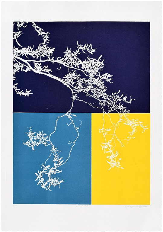 Salix #3
